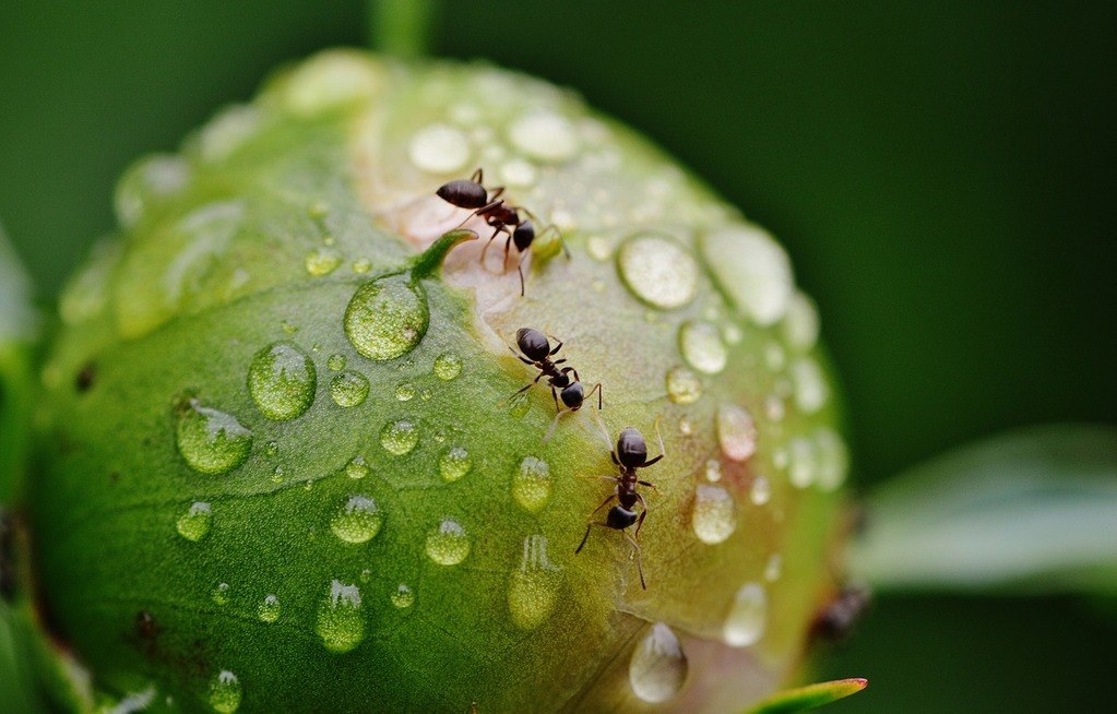 ako sa zbaviť mravcov